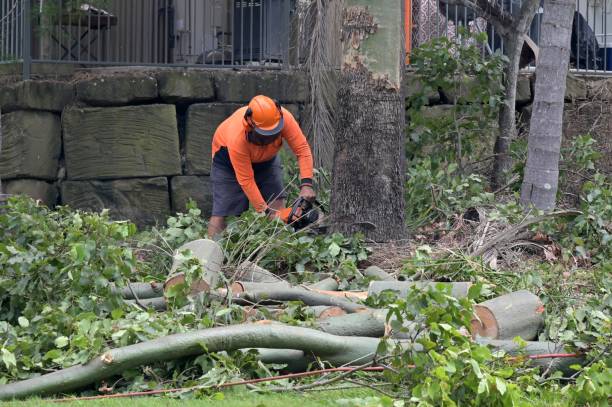 Seatac, WA Tree Services Company